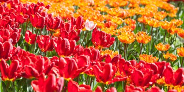 parlak kırmızı lale dolu alan