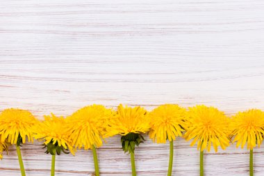 beyaz boyalı tahta zemin üzerine sarı karahindiba