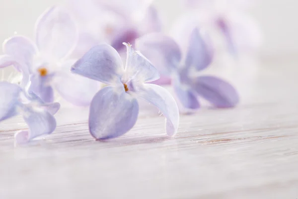 Petals of lilac on white painted board in morning light — Stock Photo, Image
