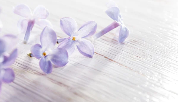 Small lilac petals on white wooden table macro background — Stock Photo, Image