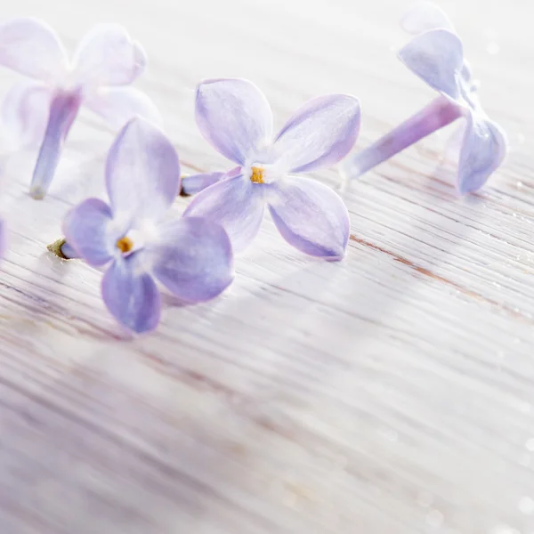 Square photo of lilac petals on white wooden table — Stock Photo, Image