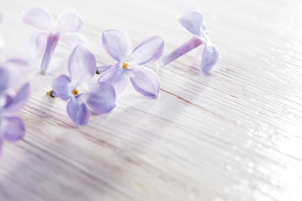 Lilac flowers on table in the morning light macro photo — Stock Photo, Image