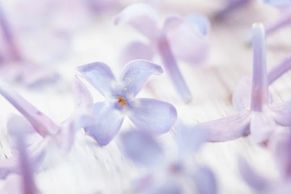 Сиреневый цветок макрофото — стоковое фото