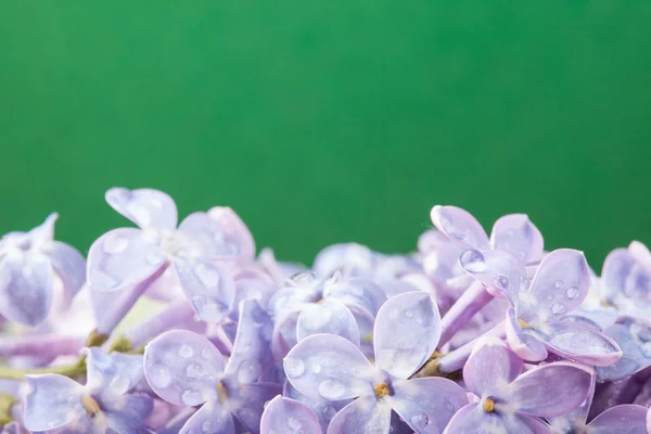 Цветы сирени в капли росы на зеленом фоне макрофото — стоковое фото