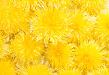 Sarı dandelions arka plan