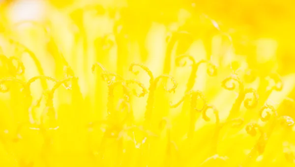 Abstracto borrado macro fondo de diente de león amarillo — Foto de Stock