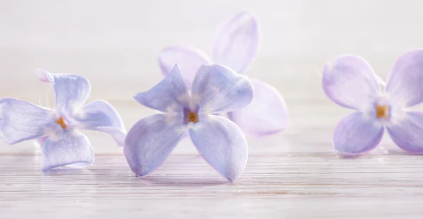 Small petals of lilac flowers macro photo — Stock Photo, Image