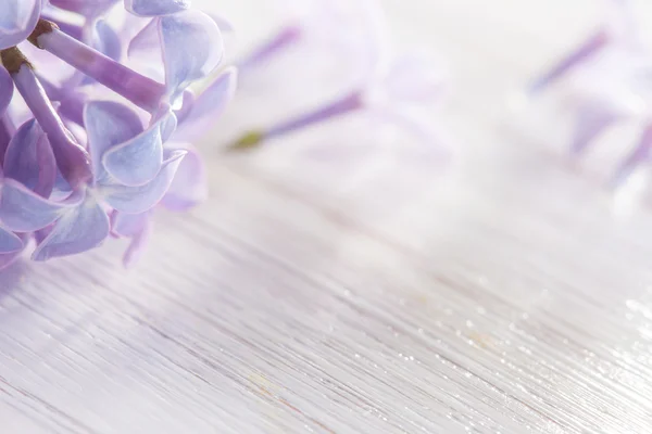 Small petals of lilac on white wooden table — Stock Photo, Image