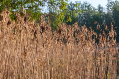 reed orman göl kenarında bir suda yaşayan bitki