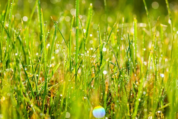 colorful green grass in drops of rain morning light