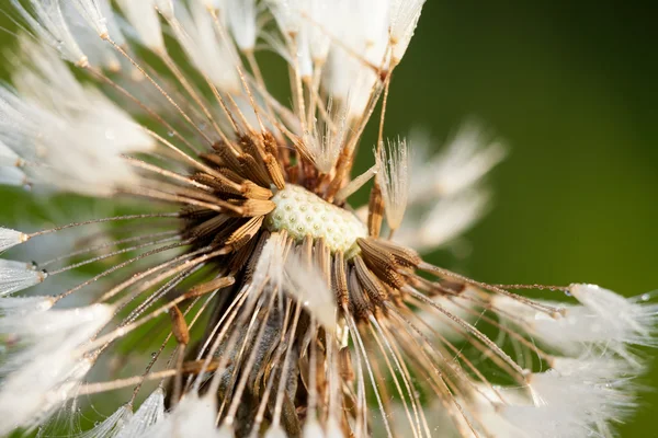 Graines de pissenlit mouillé blanc macro gros plan — Photo