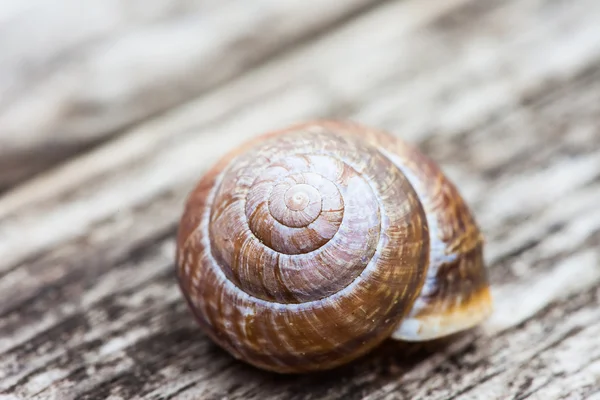 Guscio chiocciola a spirale su sfondo macro vecchia superficie di legno — Foto Stock