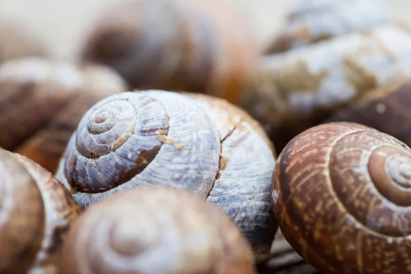 Caracol conchas foto foco seletivo — Fotografia de Stock