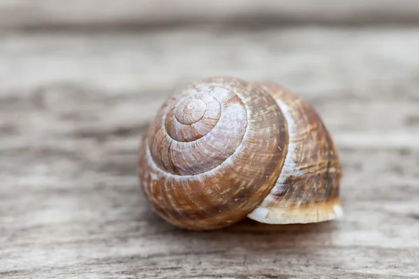 Caracol shell no fundo da prancha de madeira velha — Fotografia de Stock