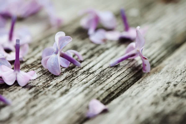 Lilac flowers and petals on old wooden surface — Stock Photo, Image