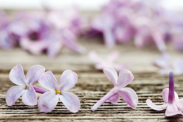 Small lilac flowers on old dark wooden surface — Stock Photo, Image