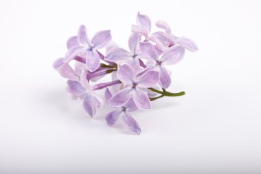 beyaz zemin üzerine Eflatun çiçek küçük brunch