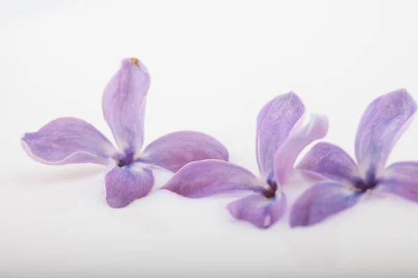 Flowers and petals lilac on white milk macro photo — Stock Photo, Image