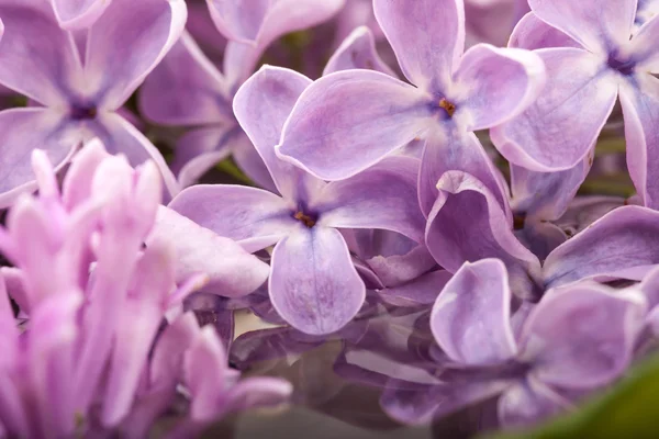 Lilac petals in water macro photo background — Stock Photo, Image