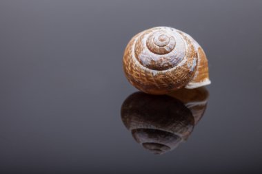 sarmal salyangoz kabuğu siyah ayna yüzey soyut fotoğraf