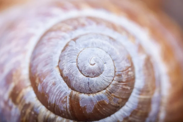Abstruct forma de escudo espiral natural closeup — Fotografia de Stock