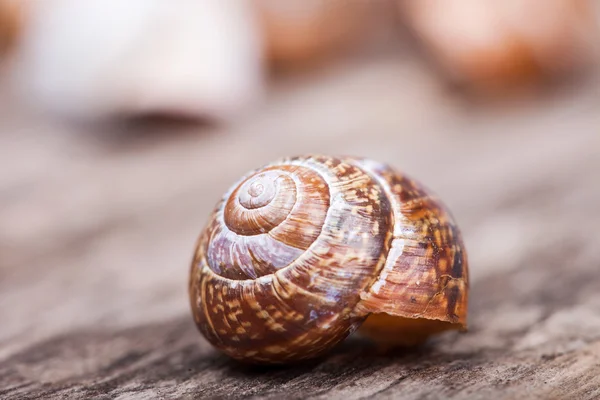 Macro foto astratta dettagliata di guscio a spirale su superficie di legno — Foto Stock