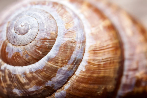 Foto macro. forma de escudo espiral natural closeup — Fotografia de Stock