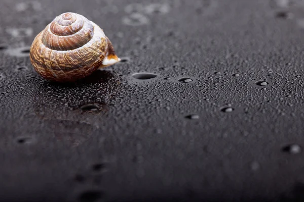 Único caracol shell em preto superfície molhada foto abstrata — Fotografia de Stock