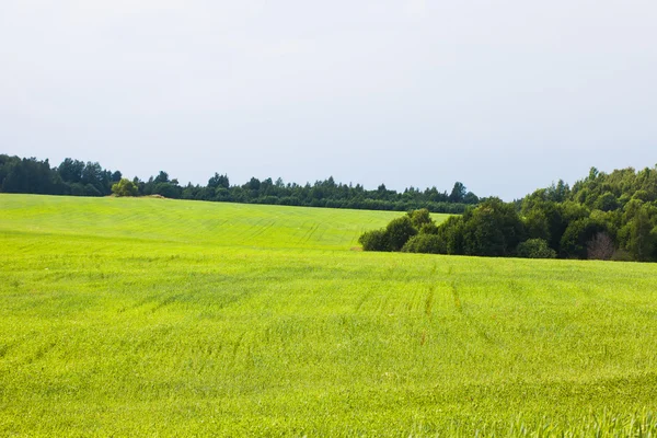 Zomer rurale landschap, groen veld, bos rand — Stockfoto