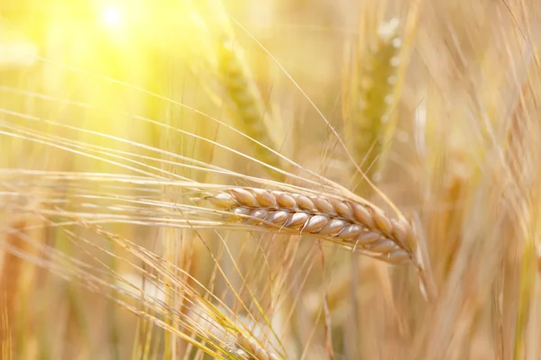 Rijpe tarwe oren close-up in de zon — Stockfoto