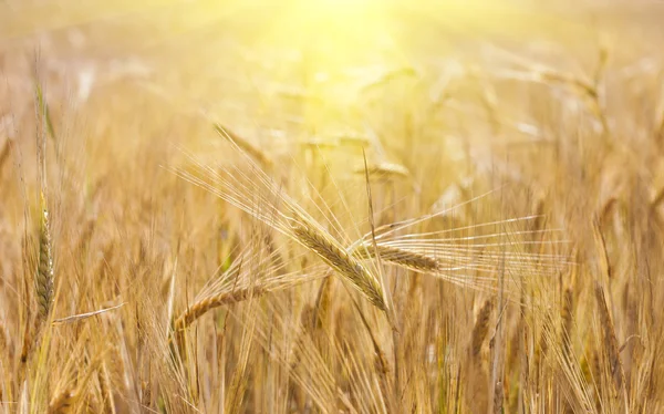 Gouden rijp tarwe oren close-up in de zon — Stockfoto