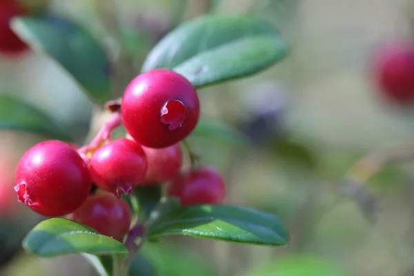 숲 근접 촬영에 와일드 lingonberries — 스톡 사진