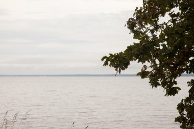 hüzünlü sonbahar manzara, deniz ve yalnız ağacı