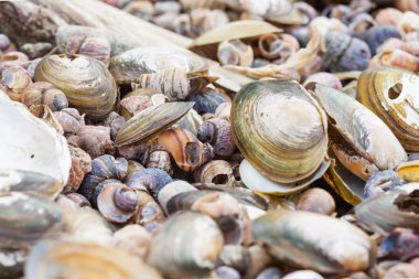 Eski kabukları deniz kıyısında arka plan