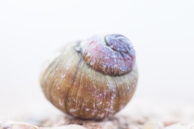 boş kabuk salyangoz helix portre