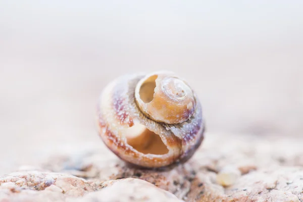 Abstruct foto detalhada de velho caracol espiral danificado shell — Fotografia de Stock