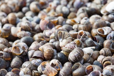 soyut detaylı fotoğraf. yumuşakça kabukları kümede shore portre