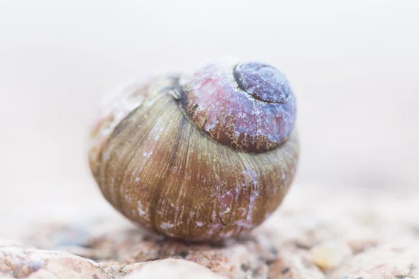 スパイラルのカタツムリの殻。抽象的な詳細写真 — ストック写真