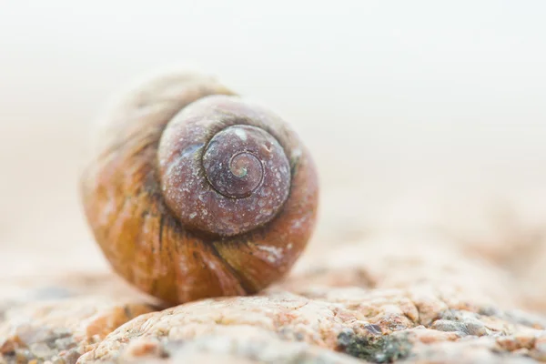 Concha vazia caracol hélice closeup — Fotografia de Stock