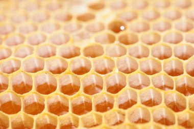 Boş ve bal dolu petek