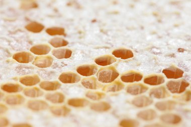 Boş ve bal dolu petek