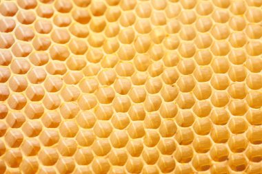 Boş ve bal dolu petek