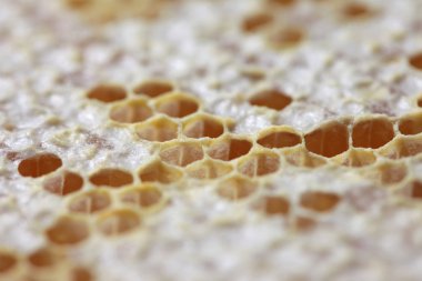 Bal dolu bal peteği