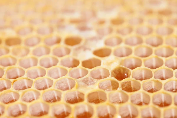 Wabe leer und voller Honig — Stockfoto