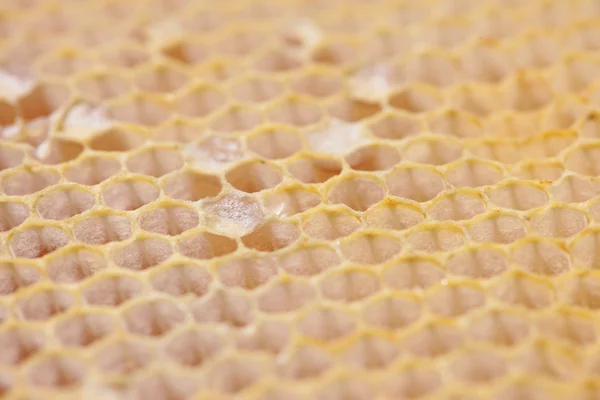 Honeycomb empty and full of honey — Stock Photo, Image