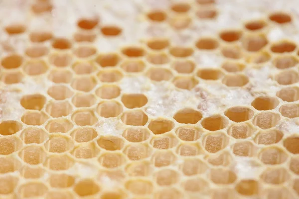 Honeycomb empty and full of honey — Stock Photo, Image