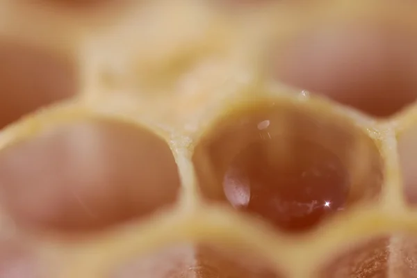 Медовые соты полны меда — стоковое фото