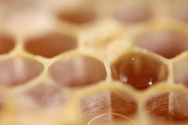 Honigwaben voller Honig — Stockfoto