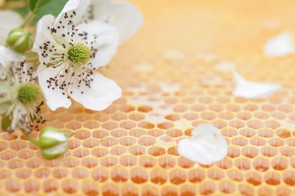 Amidon vide et plein de miel — Photo