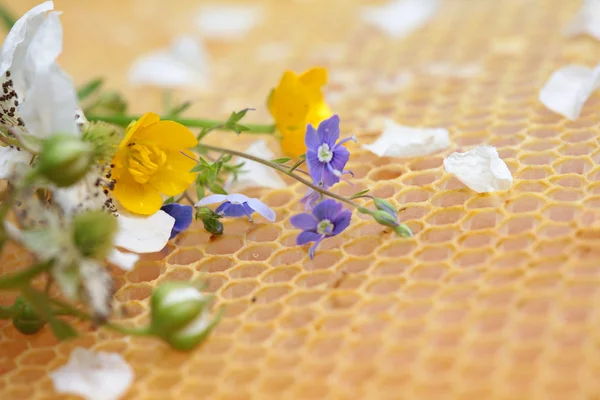 Wabe leer und voller Honig — Stockfoto